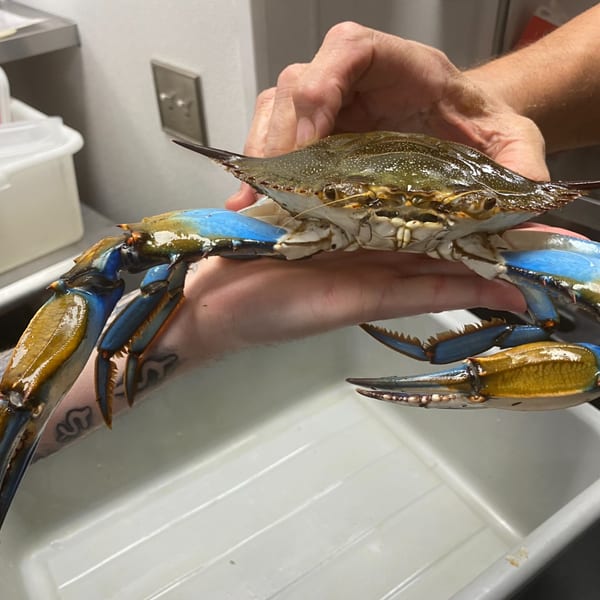 A person's hands hold a large blue crab with vibrant blue legs and a brown shell.