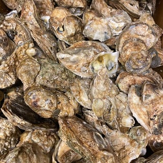 Oyster