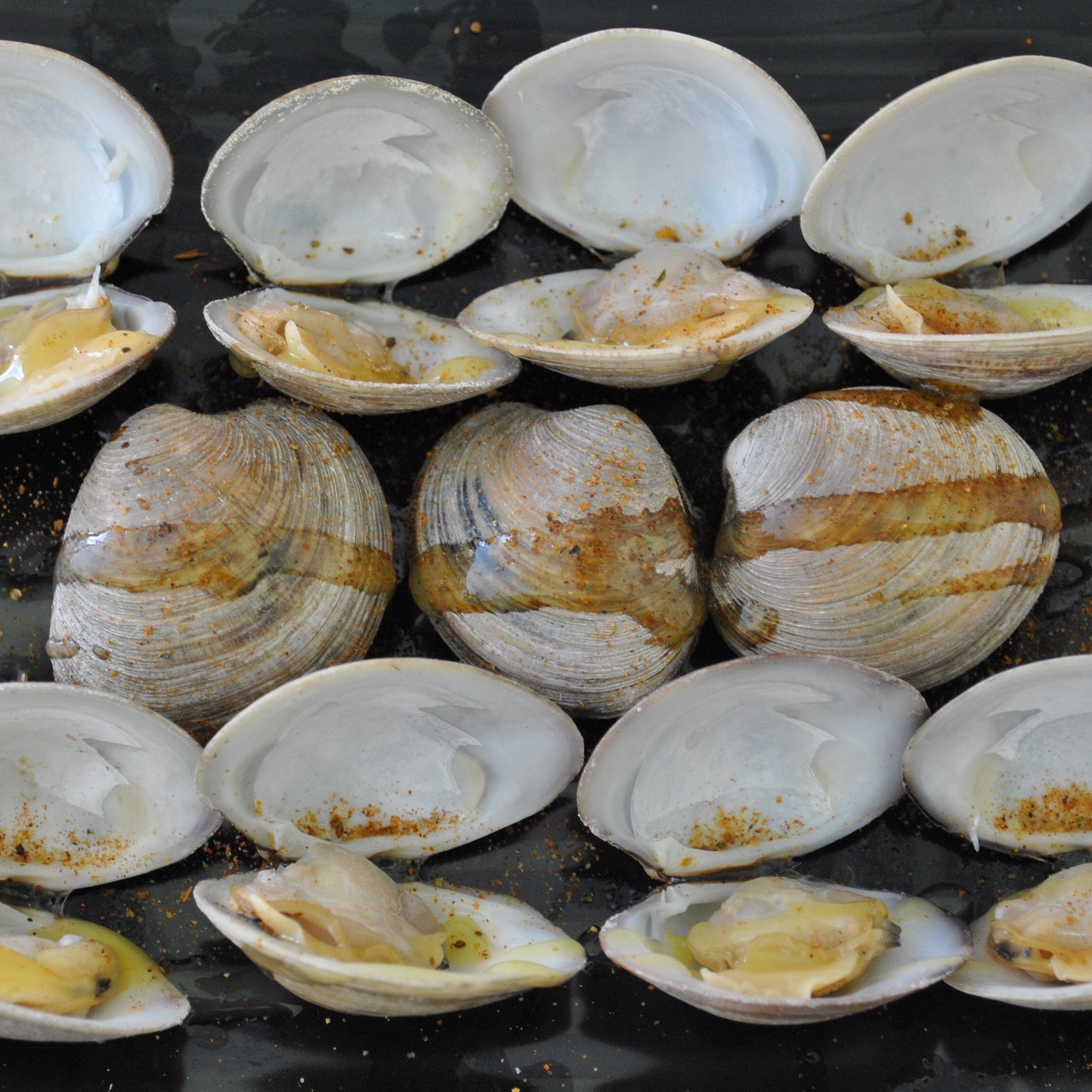 Clams (12).