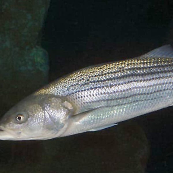 A striped bass with silver scales and dark horizontal stripes swims against a dark background.