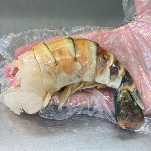A large, raw, peeled shrimp with its tail still on, held in a plastic-gloved hand.