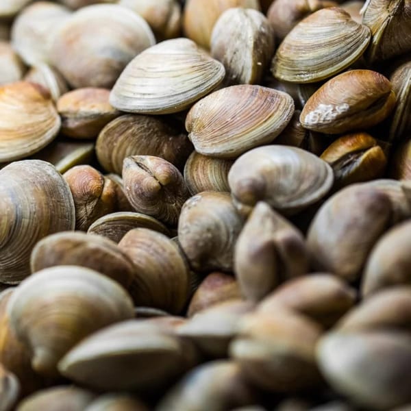 A close-up, overhead view of a large pile of fresh, light brown clams.