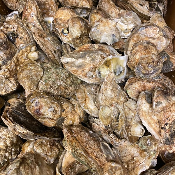 A close-up view of a large pile of fresh, raw oysters in their shells.