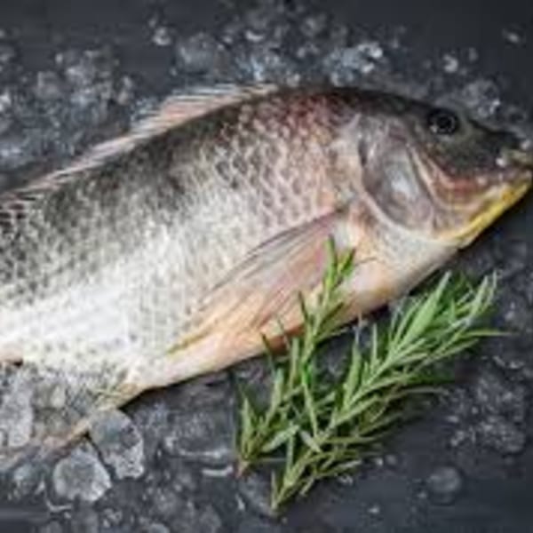 Fresh whole fish on a bed of ice with a sprig of rosemary.