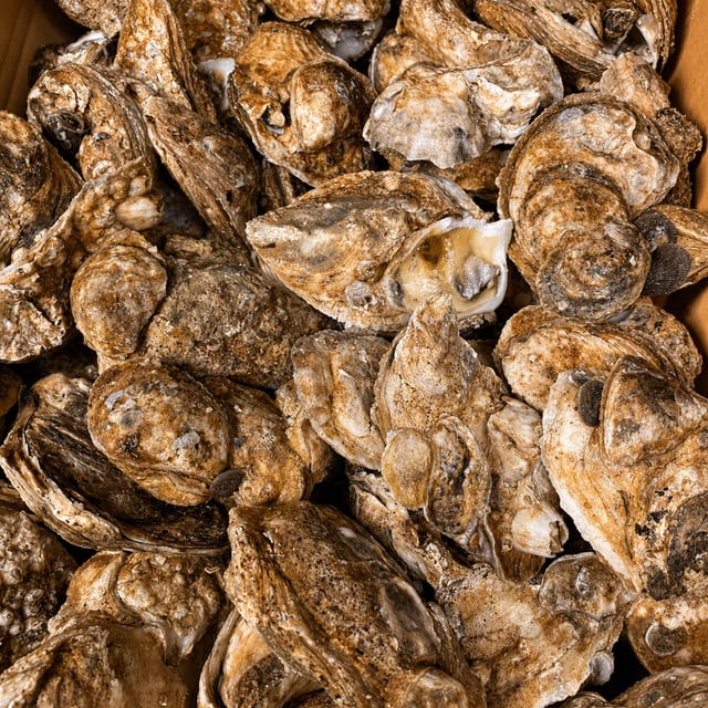 Oysters in the Shell Dozen.